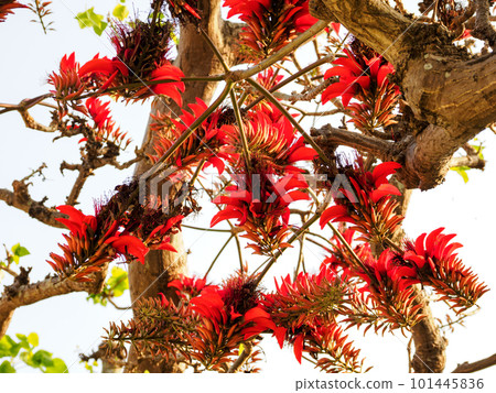 Flowers of Deigo 101445836
