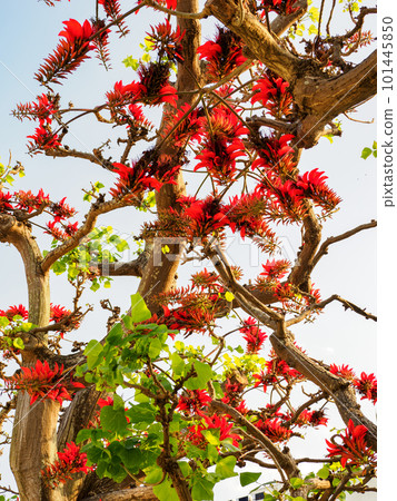 Flowers of Deigo 101445850