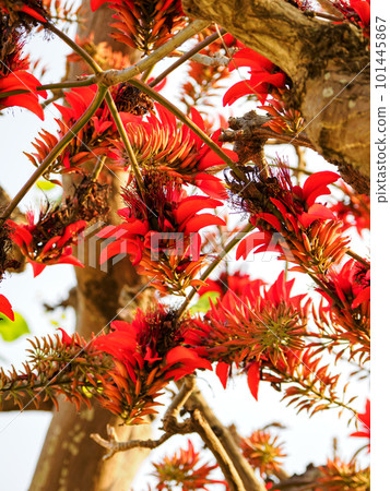 Flowers of Deigo 101445867