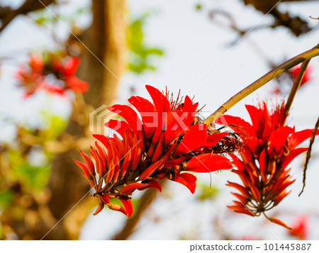 Flowers of Deigo 101445887