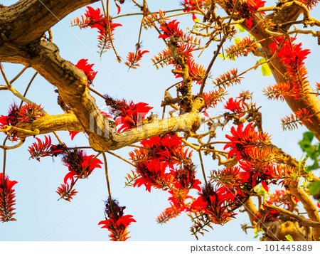 Flowers of Deigo 101445889