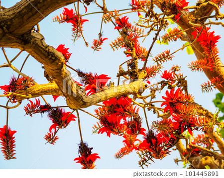 Flowers of Deigo 101445891