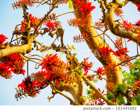 Deigo的花朵 101445892