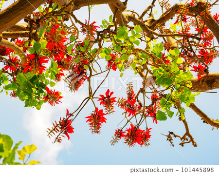 Flowers of Deigo 101445898