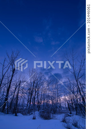 forest at dawn in winter 101446061