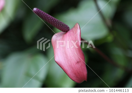 Anthurium Anthurium 101446113