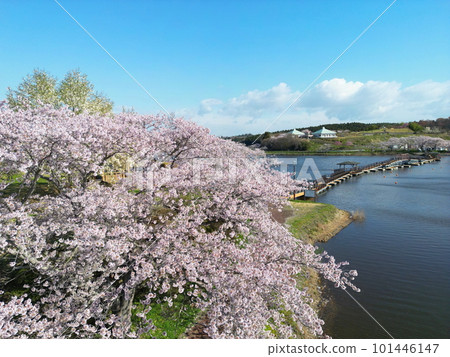 Aerial view of the cherry blossoms of Hiratsutsunuma in full bloom Aerial view of the cherry blossoms of Hiratsutsunuma in full bloom 101446147