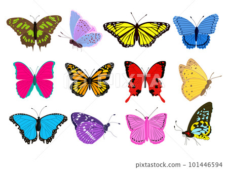 Big collection of colorful butterflies different shapes and colors. Exotic tropical insects. 101446594