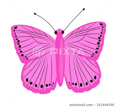 Single colorful butterfly isolated on white background. Exotic tropical insect with bright wings and antennae. Single colorful butterfly isolated on white background. Exotic tropical insect with bright wings and antennae. 101446598