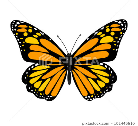 Single colorful butterfly isolated on white background. Exotic tropical insect with bright wings and antennae. 101446610