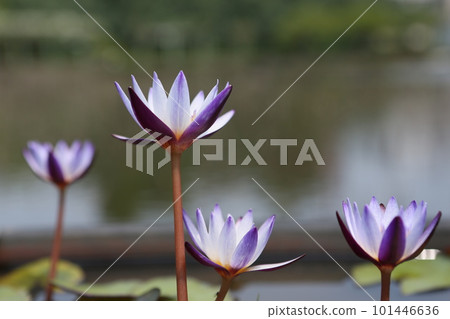 Water lily Water lily 101446636