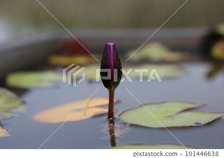 Water lily Water lily 101446638