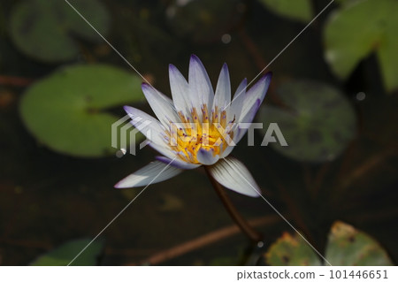 睡蓮 睡蓮 101446651