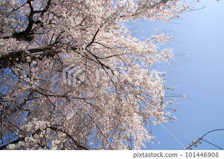 Bloomed cherry tree in full bloom Bloomed cherry tree in full bloom 101446908
