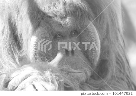 A dignified Bornean orangutan A dignified Bornean orangutan 101447021