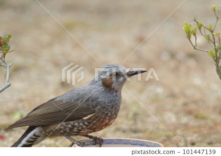 飛入花園的白頭翁, 飛入花園的白頭翁, 101447139