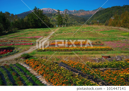 Flower field at Mitake Ropeway Sanroku Station in autumn Flower field at Mitake Ropeway Sanroku Station in autumn 101447141