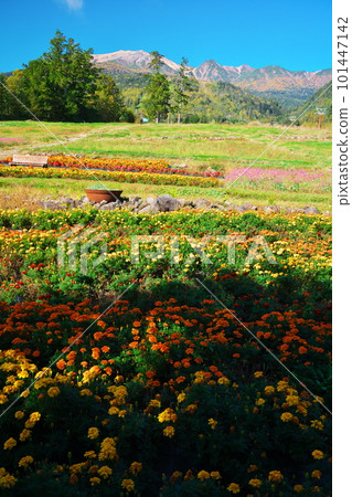 秋季三岳索道山麓站的花田 秋季三岳索道山麓站的花田 101447142