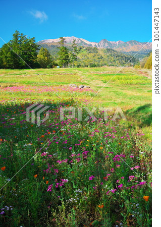 Flower field at Mitake Ropeway Sanroku Station in autumn Flower field at Mitake Ropeway Sanroku Station in autumn 101447143