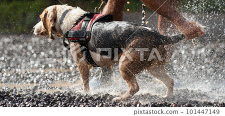 Refreshing the dog on a hot day, washing the dog with a garden hose Refreshing the dog on a hot day, washing the dog with a garden hose 101447149