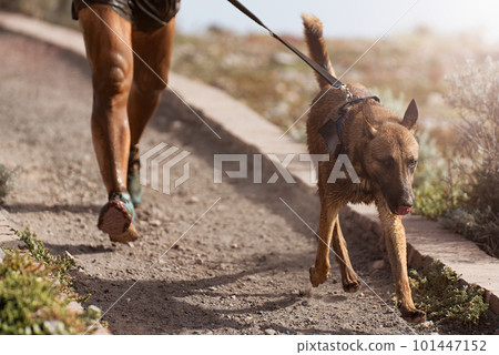 Dog and its owner taking part in a popular canicross race. Canicross dog mushing race. Outdoor sport activity. The Belgian Malinois together with the owner. Obstacle course for dogs and runners 101447152