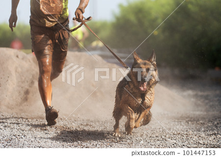 Dog and its owner taking part in a popular canicross race. Canicross dog mushing race. Outdoor sport activity. The German Shepherd together with the owner. Obstacle course for dogs and runners 101447153