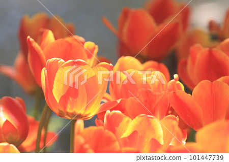 Orange tulips Tulips shining in the sun Orange tulips Tulips shining in the sun 101447739