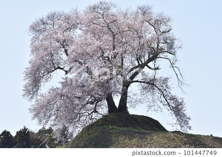 Cherry Blossoms Cherry Blossoms 101447749