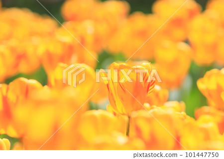 Orange tulips Tulips shining in the sun Orange tulips Tulips shining in the sun 101447750