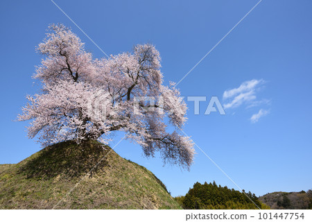 Cherry Blossoms Cherry Blossoms 101447754