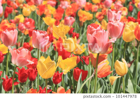 Colorful tulips A tulip field in full bloom 101447978