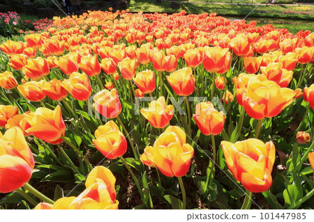 Colorful tulips 盛開的鬱金香花田 101447985