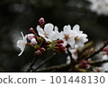櫻桃樹 101448130