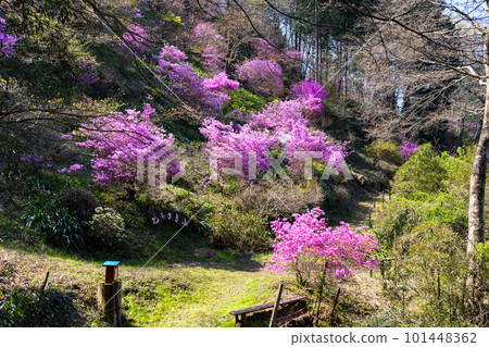 埼玉縣越生町紫山三葉杜鵑園 埼玉縣越生町紫山三葉杜鵑園 101448362