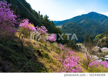 埼玉縣越生町紫山三葉杜鵑園 埼玉縣越生町紫山三葉杜鵑園 101448394