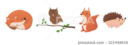 Woodland Animals with Fox, Owl, Squirrel and Hedgehog Vector Set 101448638