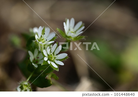繁縷的小白花 繁縷的小白花 101448640