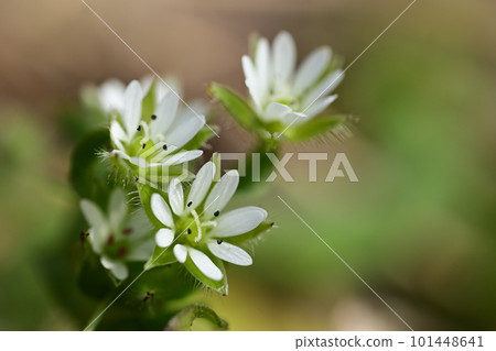 繁縷的小白花 101448641