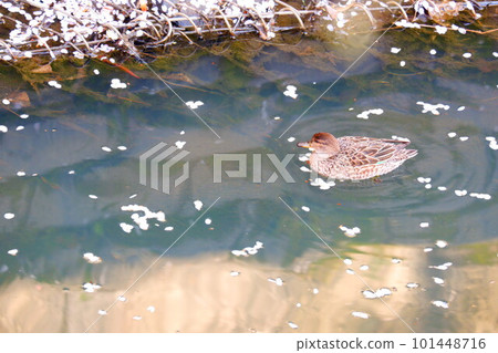 A duck in a pond A duck in a pond 101448716