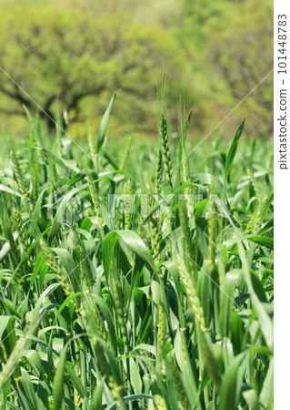 藍色小麥的耳朵 藍色小麥的耳朵 101448783