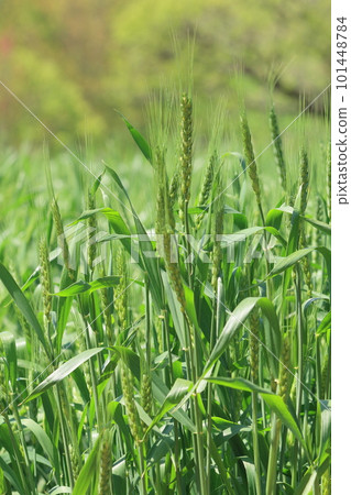 藍色小麥的耳朵 藍色小麥的耳朵 101448784