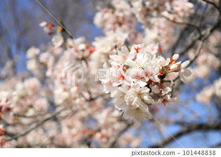 Cherry blossoms herald the arrival of spring 101448838