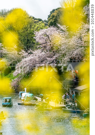 [東京]櫻花盛開的千鳥淵（3月） 101448839