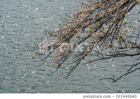 [東京]櫻花盛開的千鳥淵（3月） 101448840