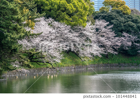 [東京]櫻花盛開的千鳥淵（3月） 101448841