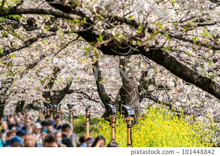 [東京]春天（3月）在千鳥淵盛開的櫻花下散步的人們 101448842