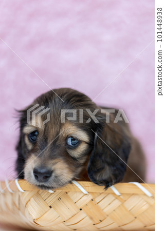 在籠子裡的 Kaninchen 達克斯獵犬小狗 101448938