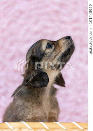 在籠子裡的 Kaninchen 達克斯獵犬小狗 101448939