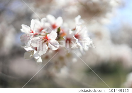 盛開的櫻花 101449125