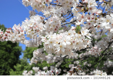 Cherry blossoms in full bloom 101449126